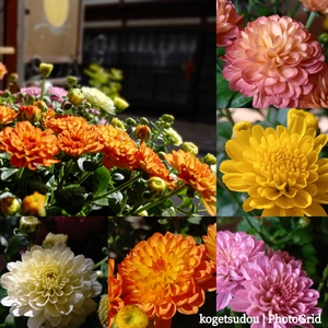 紅葉とパウンドケーキ型と菊の苔玉を 紅葉とパウンドケーキ型と菊の苔玉を