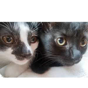 山の食卓事情と子猫の事 山の食卓事情と子猫の事