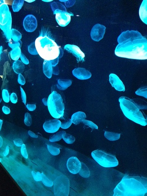 京都水族館