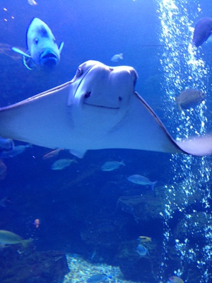 京都水族館