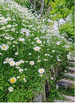 増えに増えました多年草