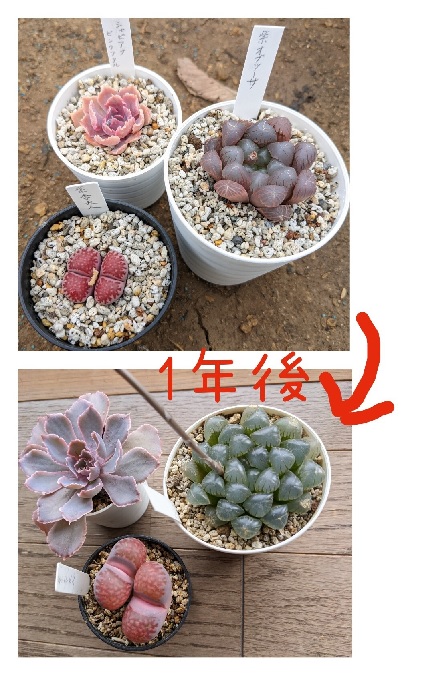 お迎えした多肉植物のその後..