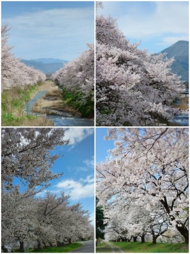 安曇野市の桜