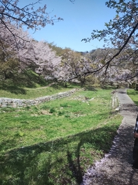 お花見