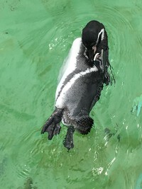 かわいいペンギン