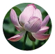 はすの花