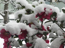 大雪情報の終わりに(12月19日)