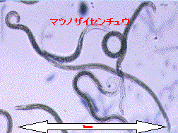 マツノザイセンチュウ 石川県HPより