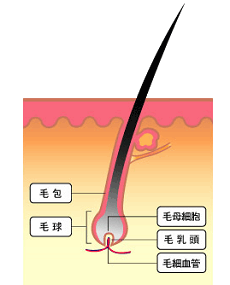 育毛剤