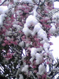 雪に花・・・花に雪だばい！