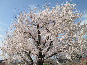 Sakura：上田市　♪さくらと♪ハナミズキ
