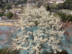 信州新町の梅祭り　たまには花を愛でよう