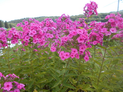 なんとなく毎日 ２ 花魁草