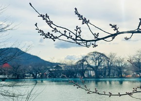臥竜公園 桜 さくらまつり 竜ヶ池
