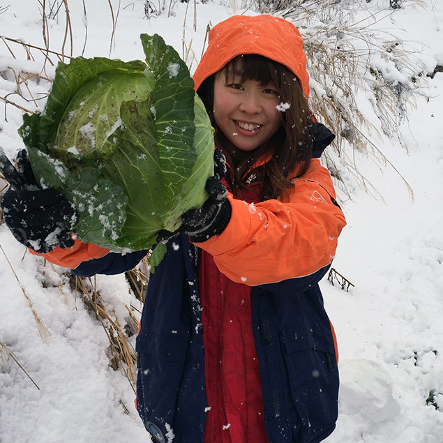 雪中キャベツを収穫して来ました！