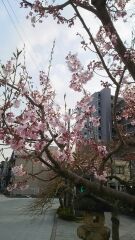 松本城下の観桜、いよいよ始まります。