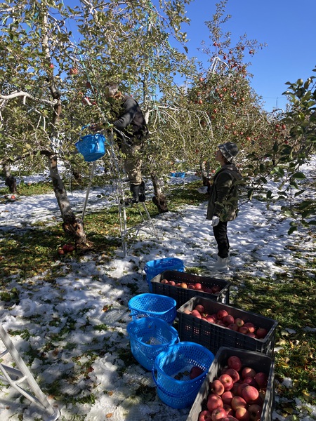 りんごの木オーナー様の収穫日