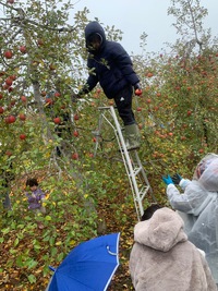 りんごの木オーナー様の収穫日