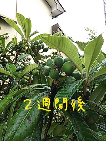 うちの庭…