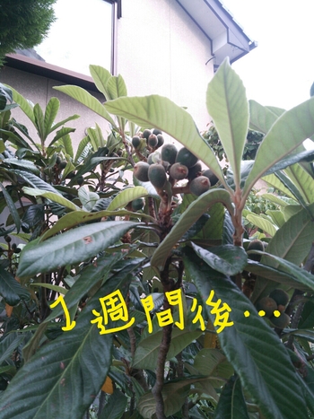 うちの庭…