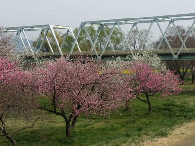 千曲川堤防の桜堤 小布施町 千曲川堤防の桜堤 小布施町