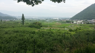 あんずの種から杏仁豆腐 あんずの種から杏仁豆腐