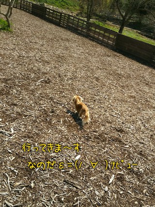 杏っ子の里 杏っ子の里