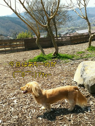 杏っ子の里 杏っ子の里
