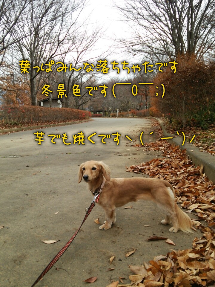 自由犬ミラン 行雲流水 小布施のドッグラン