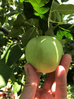 宮入りんご園（７月も「摘果」）