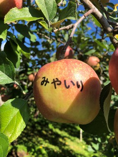 宮入りんご園（１０月「葉摘み」「玉回し」）