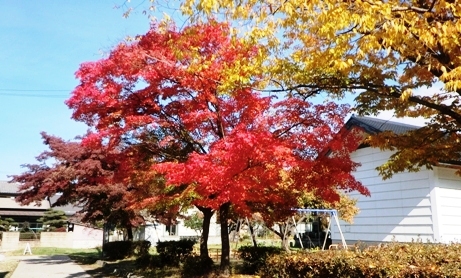 真田公園の紅葉