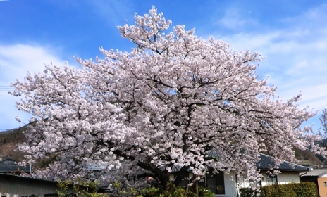 桜の花が満開