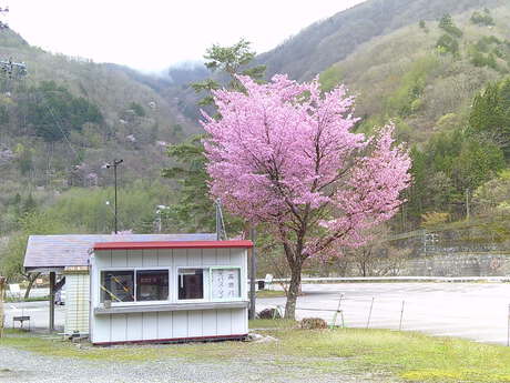 ２０２４年上高地の各施設の営業開始日、沢渡地区の山桜は咲き進み、木々の新緑が始まる、