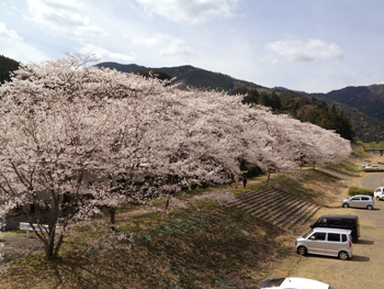 ことしも春るるる