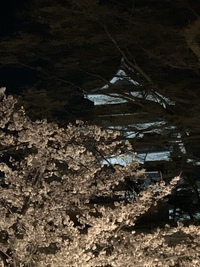 松本城の夜桜も見頃
