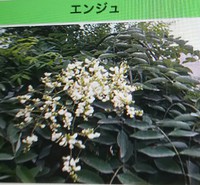 街路樹 珊瑚樹とエンジュ 街路樹 珊瑚樹とエンジュ