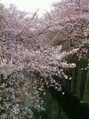 心の中の桜