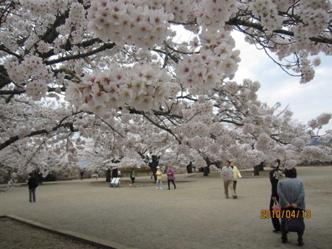 桜満開の松代城