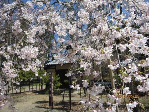 象山神社しだれ桜が見ごろです。