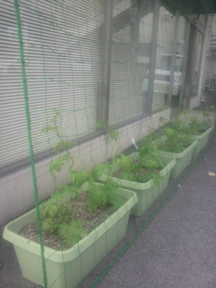 順調に育ってます・・・