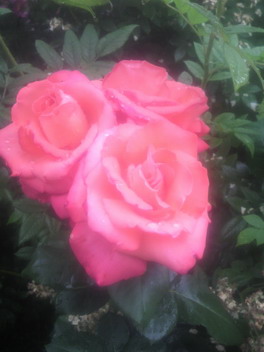 薔薇園