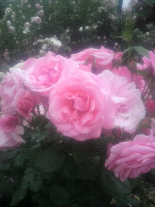 薔薇園