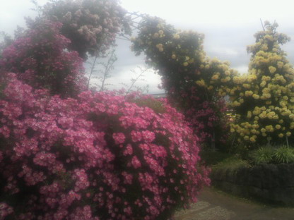 薔薇園