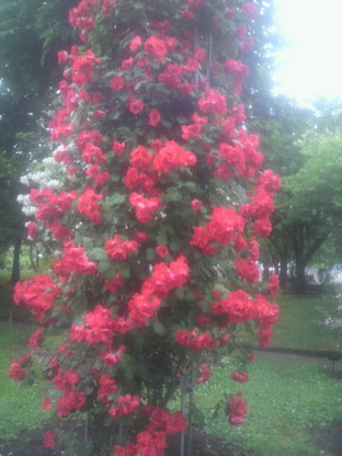 薔薇園