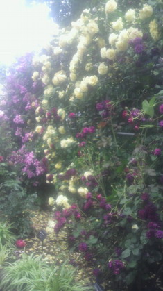 薔薇園