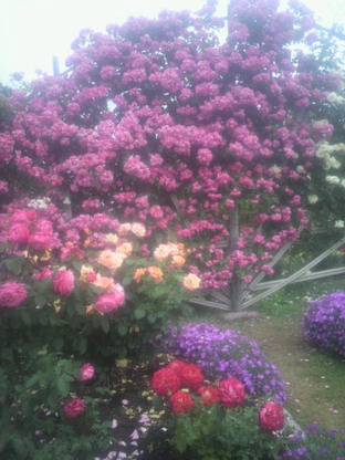 薔薇園