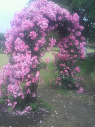 薔薇園