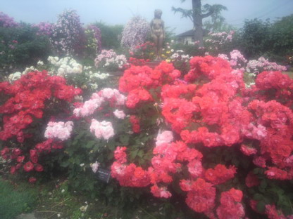 薔薇園