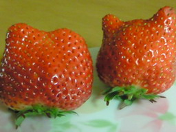キティいちご。。。